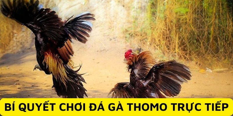 Học hỏi mẹo chơi đá gà thomo trực tiếp